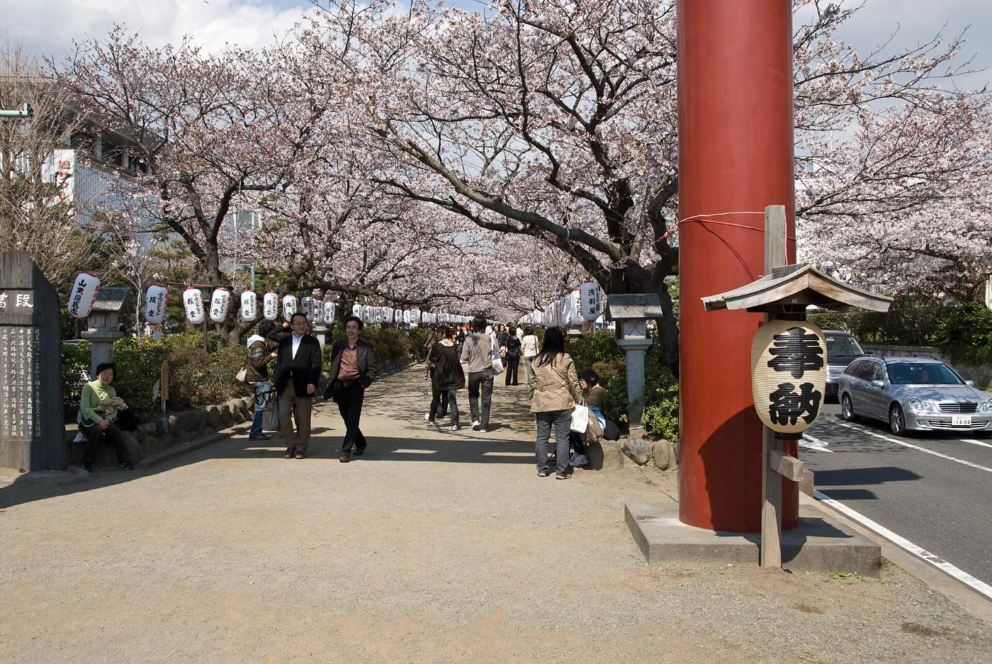 Cherry blossom at Tsurugaoka Hachimangu Dankazura, 2-1-31 Yukinoshita, Kamakura, Kanagawa