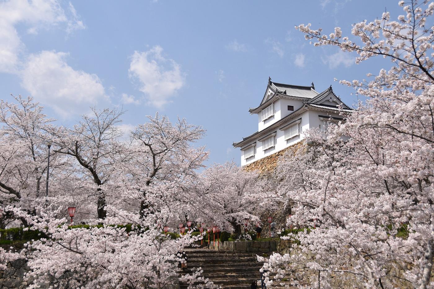 Cherry blossom at Tsuyama Castle (Kakuzan Park), 135 Yamashitacho, Tsuyama, Okayama