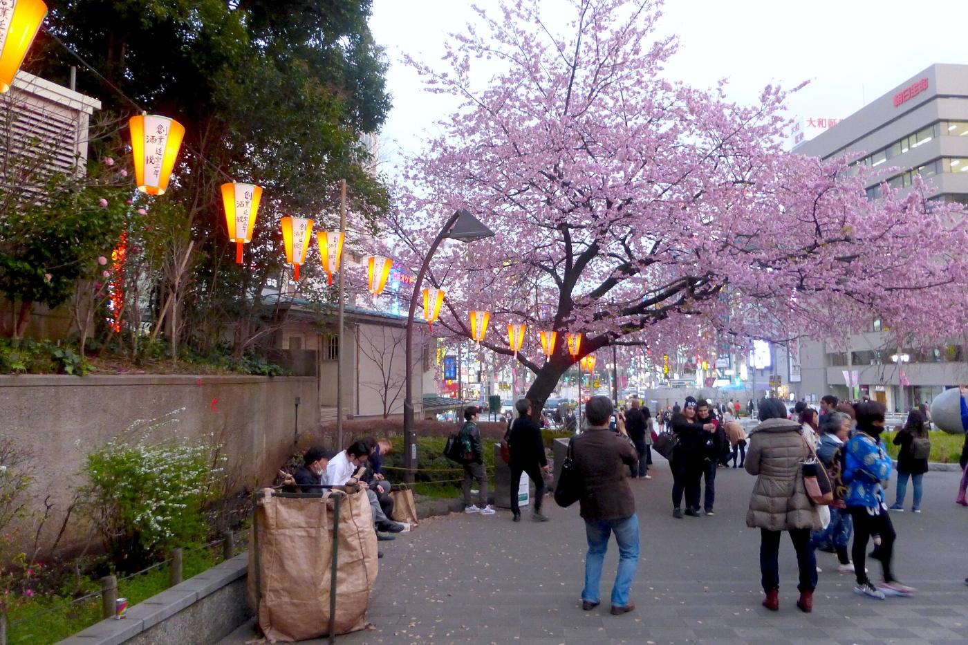 Cherry blossom at Ueno Park, Uenokoen, Taito City, Tokyo