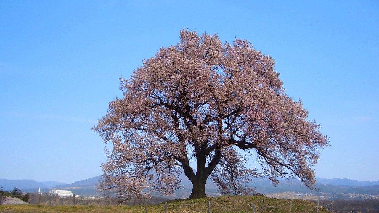Cherry blossom at Wanizuka Cherry Tree, Kamijo-Kitawari, Nirasaki, Yamanashi
