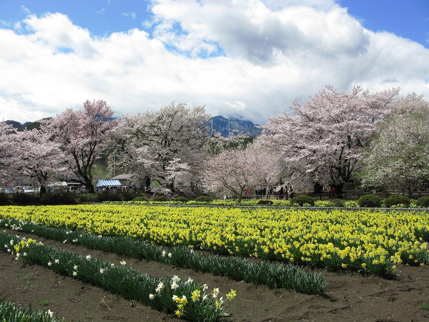 Cherry blossom at Yamataka Jindai-zakura, 2763 Mukawacho Yamataka, Hokuto, Yamanashi