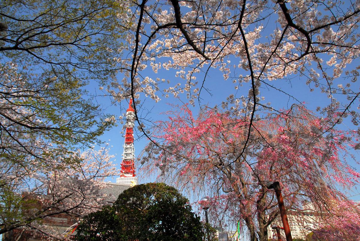 Cherry blossom at Zojo-ji Temple, 4-7-35 Shibakoen, Minato City, Tokyo