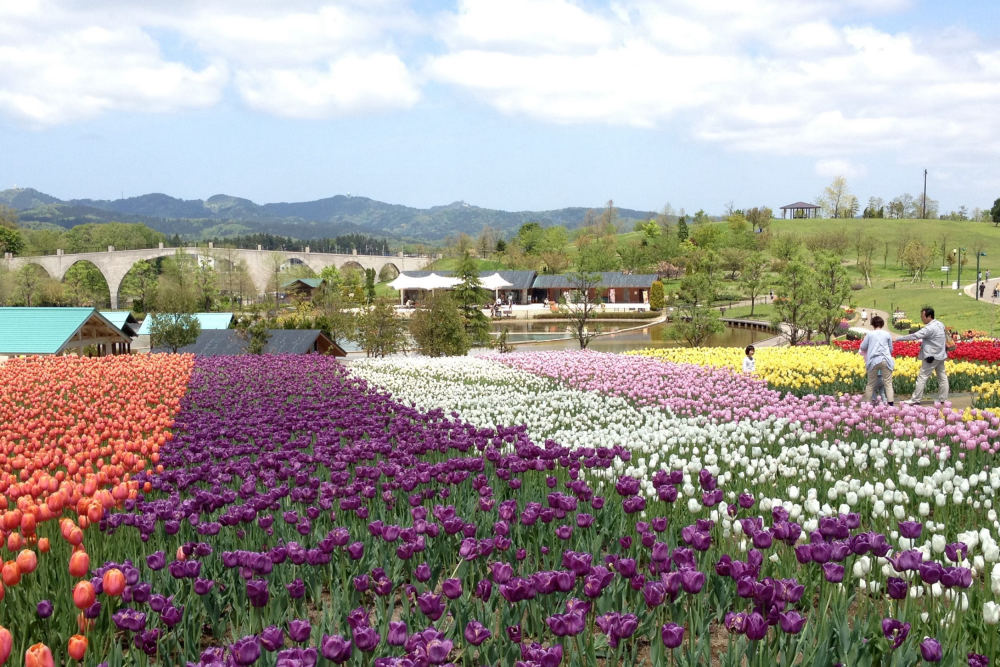 Tulips at Echigo Hillside Park (Niigata), Miyamoto Higashikata Machi, Nagaoka, Niigata