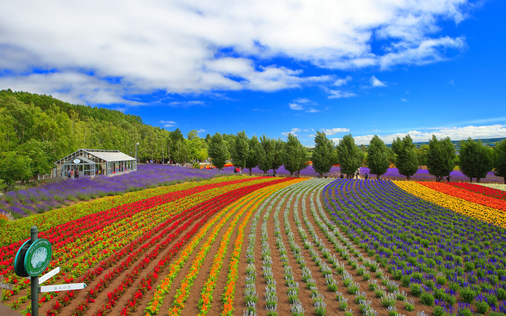 Lavender at Farm Tomita, 15 Kisen Kita, Nakafurano, Hokkaido
