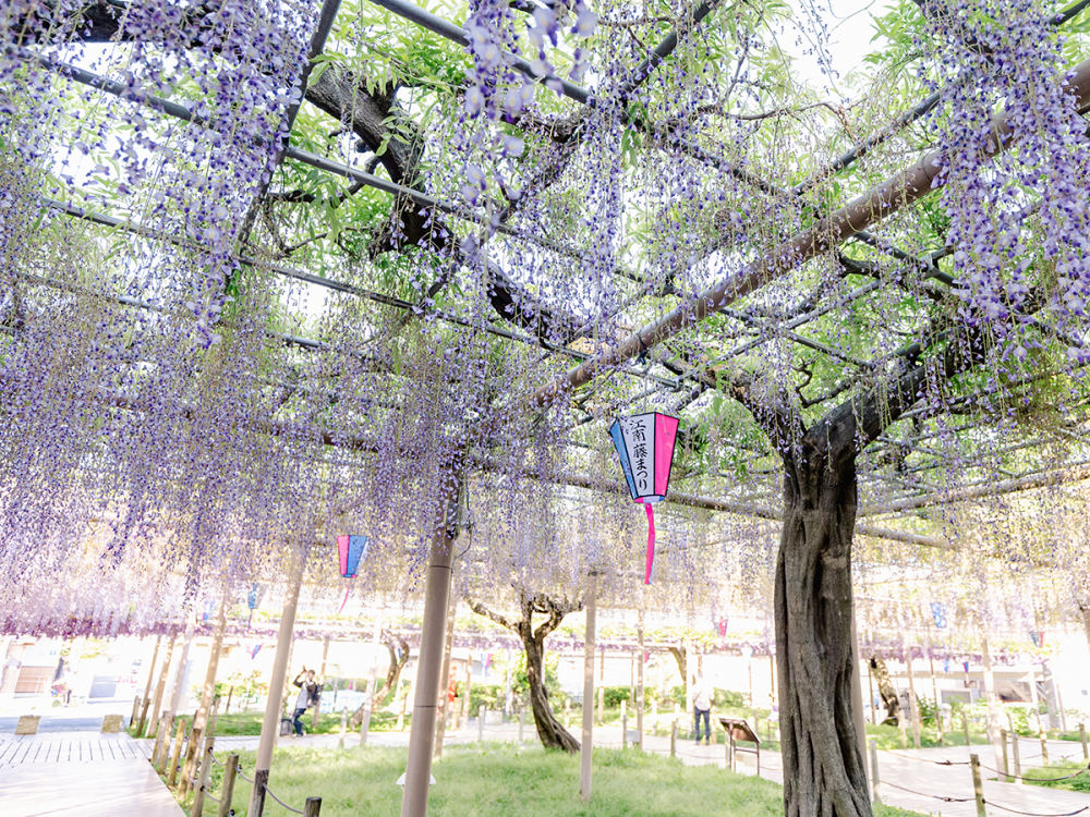Wisteria at Flower Park Konan (Aichi), Koiri-cho Isshiki, Konan, Aichi