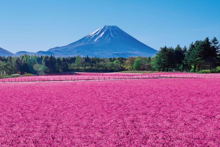Shibazakura at Fuji Motosuko Resort (Yamanashi), 212 Motosu, Fujikawaguchiko, Yamanashi