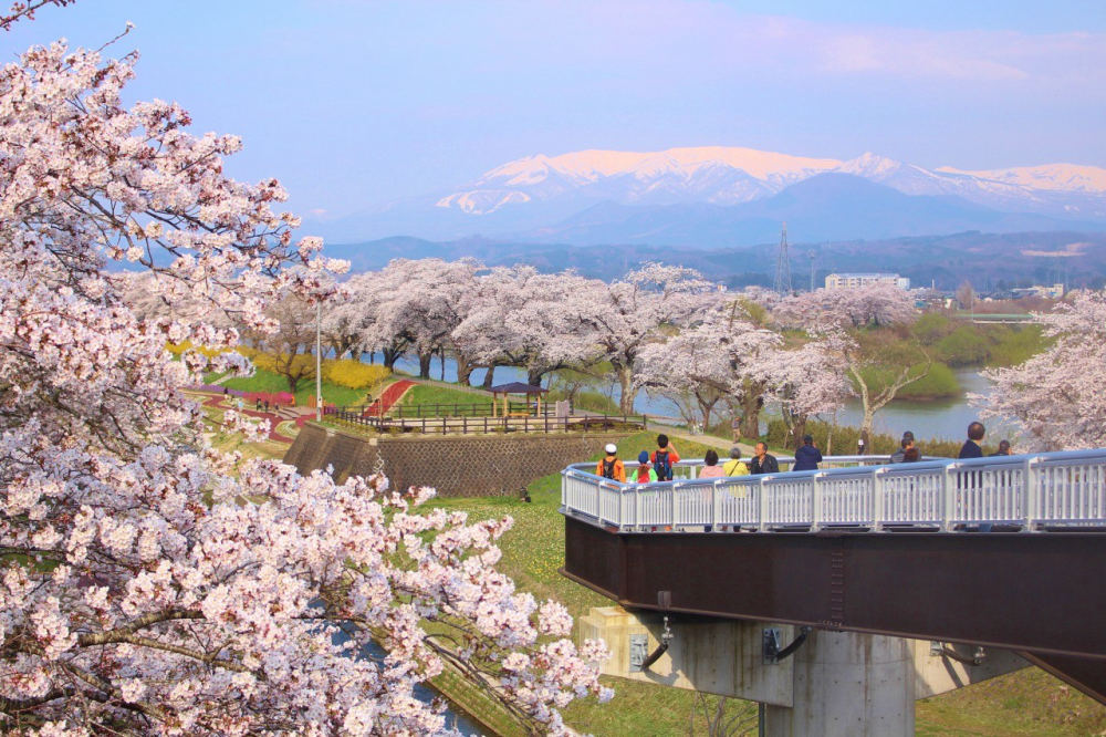 Cherry blossom at Funaoka Castle Ruin Park (Miyagi), Funaoka, Shibata, Shibata District, Miyagi
