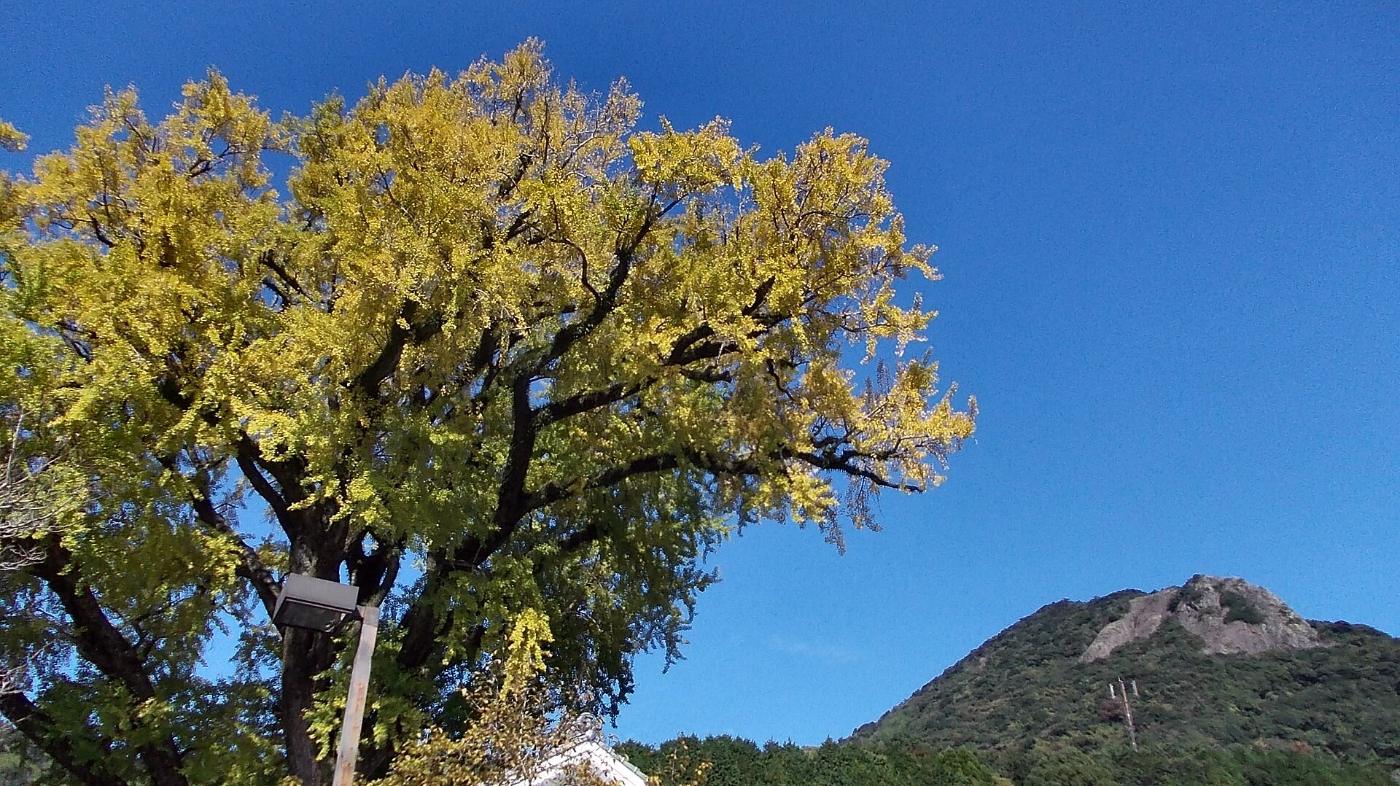 Ginkgo at Arita Great Ginkgo, Izumiyama, Arita, Nishimatsuura District, Saga