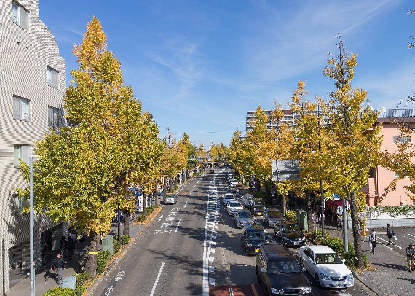 Ginkgo at Hachioji Koshu Kaido Ginkgo Avenue, Koshu Kaido (Route 20), Oiwakecho to Takaomachi, Hachioji, Tokyo