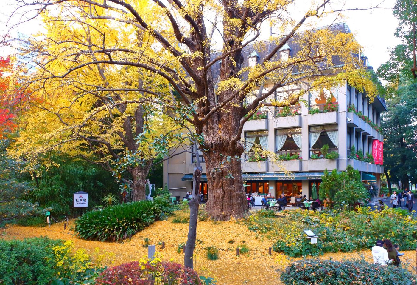 Ginkgo at Hibiya Park Kubikake Ginkgo, 1-6 Hibiyakoen, Chiyoda, Tokyo