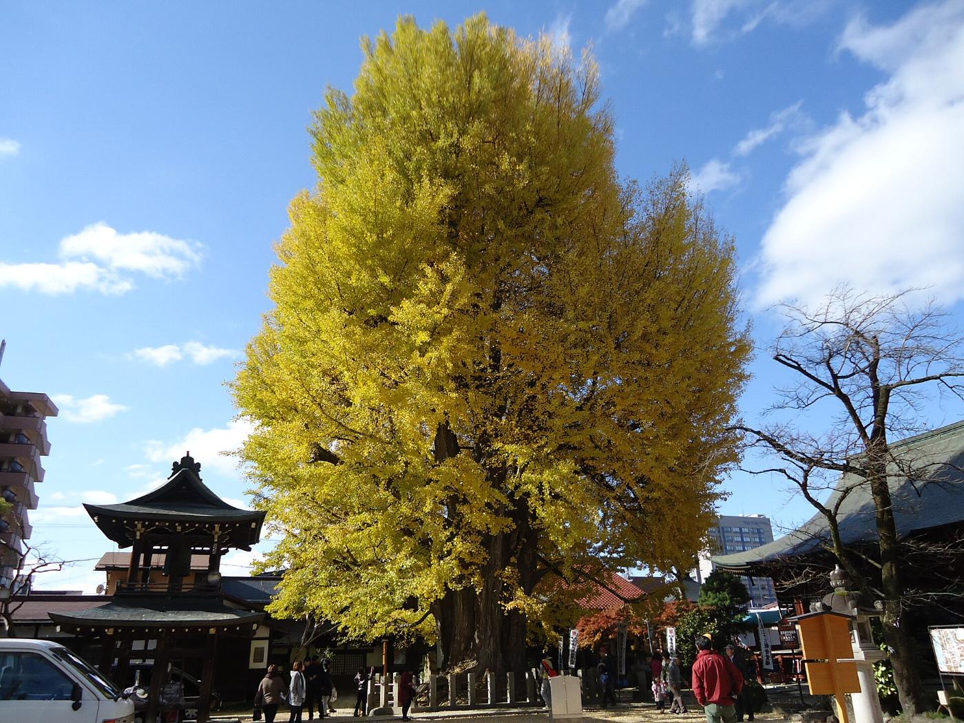 Ginkgo at Hida Kokubun-ji Ginkgo, 1-83 Sowamachi, Takayama, Gifu
