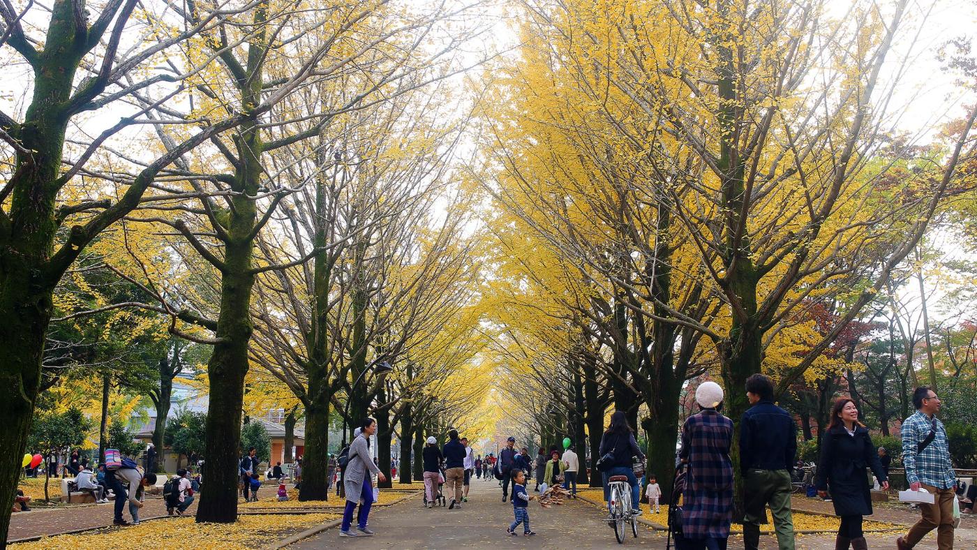 Ginkgo at Hikarigaoka Park Ginkgo Avenue, 4-1-1 Hikarigaoka, Nerima, Tokyo