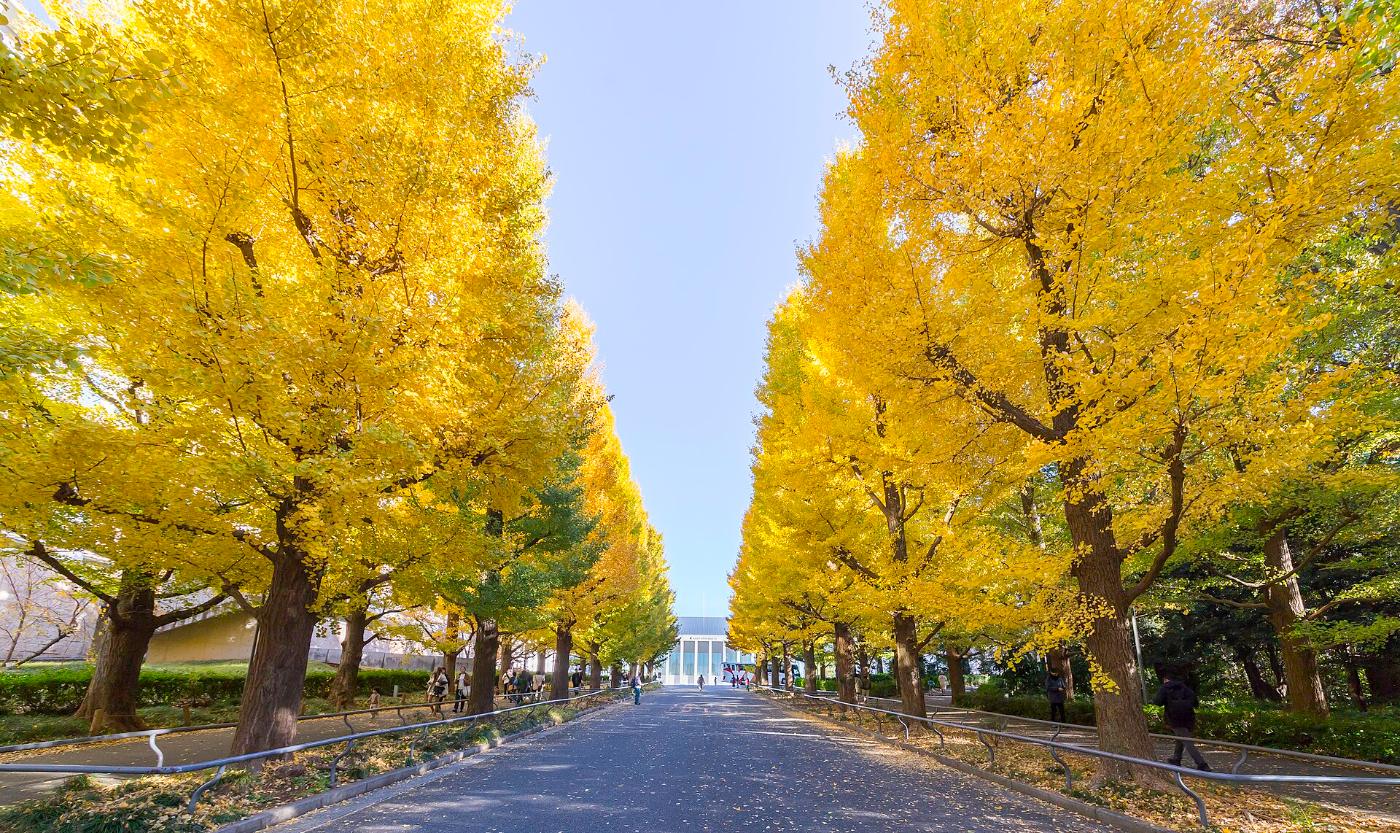 Ginkgo at Keio University Hiyoshi Ginkgo Avenue, 4-1-1 Hiyoshi, Kohoku Ward, Yokohama, Kanagawa