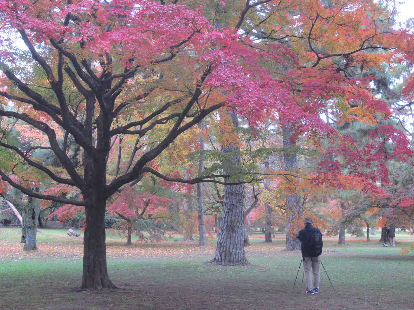 Ginkgo at Kyoto Gyoen Ginkgo, Kyoto Gyoen, Kamigyo, Kyoto