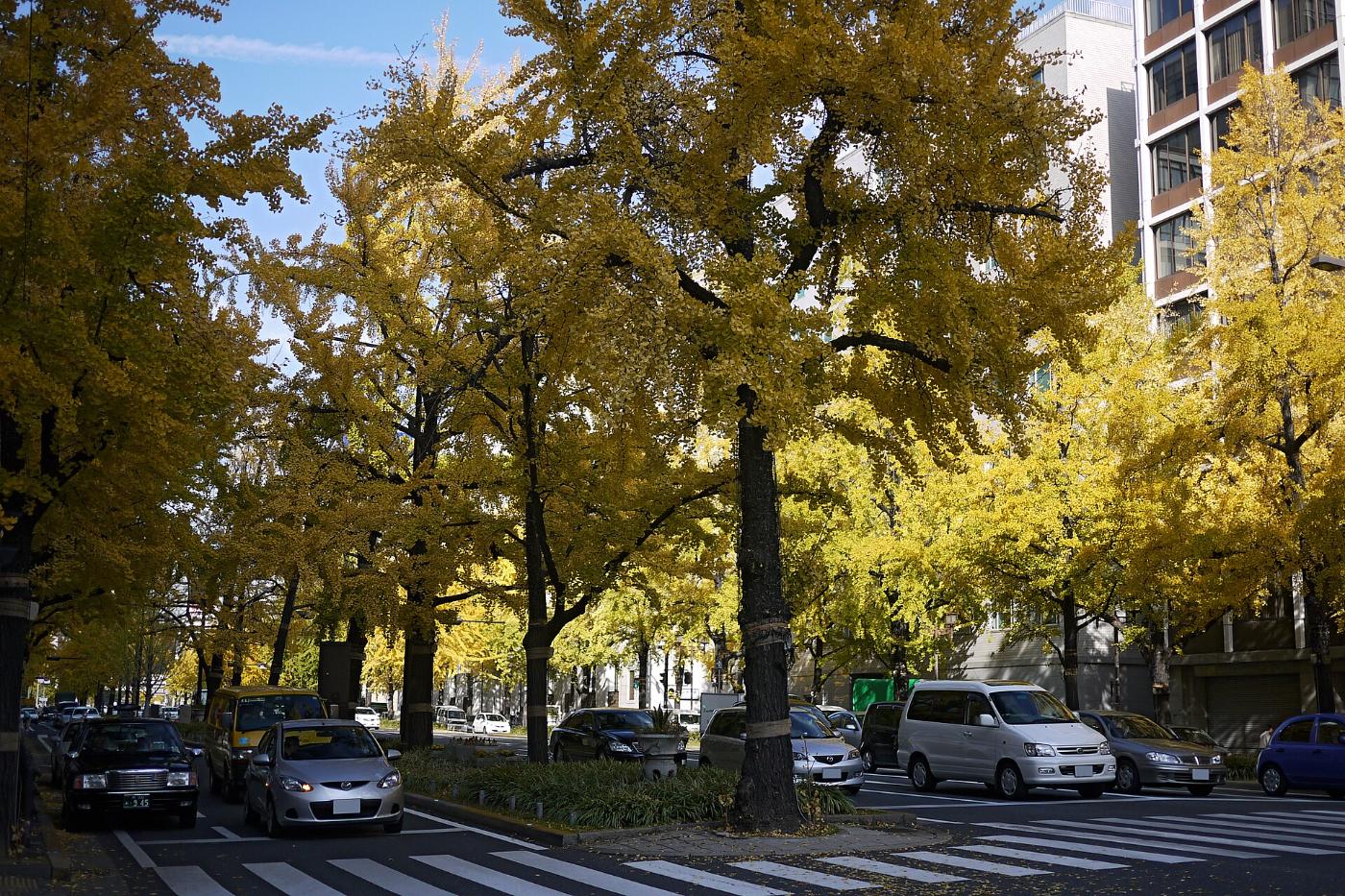 Ginkgo at Midosuji Ginkgo Avenue, Midosuji, Kita and Chuo wards, Osaka