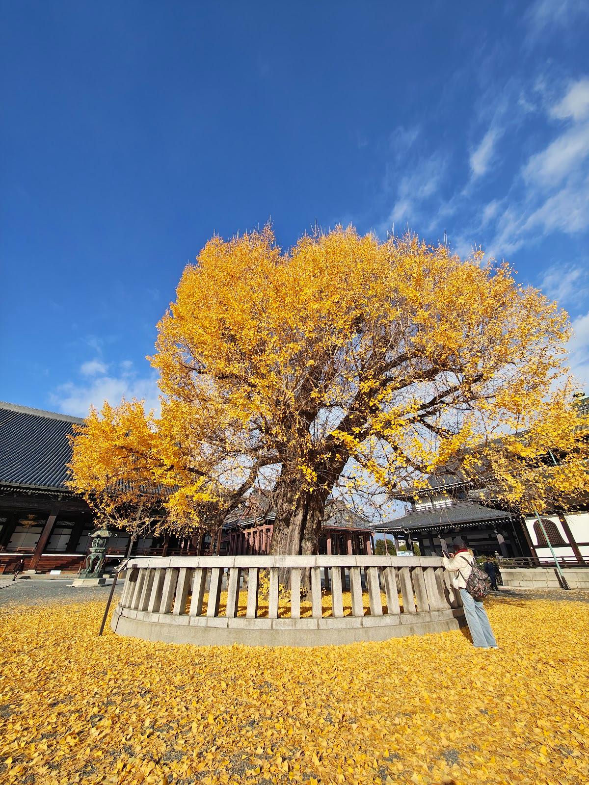 Ginkgo at Nishi Hongan-ji Water-spouting Ginkgo, Horikawa-dori Hanayacho-sagaru, Shimogyo, Kyoto
