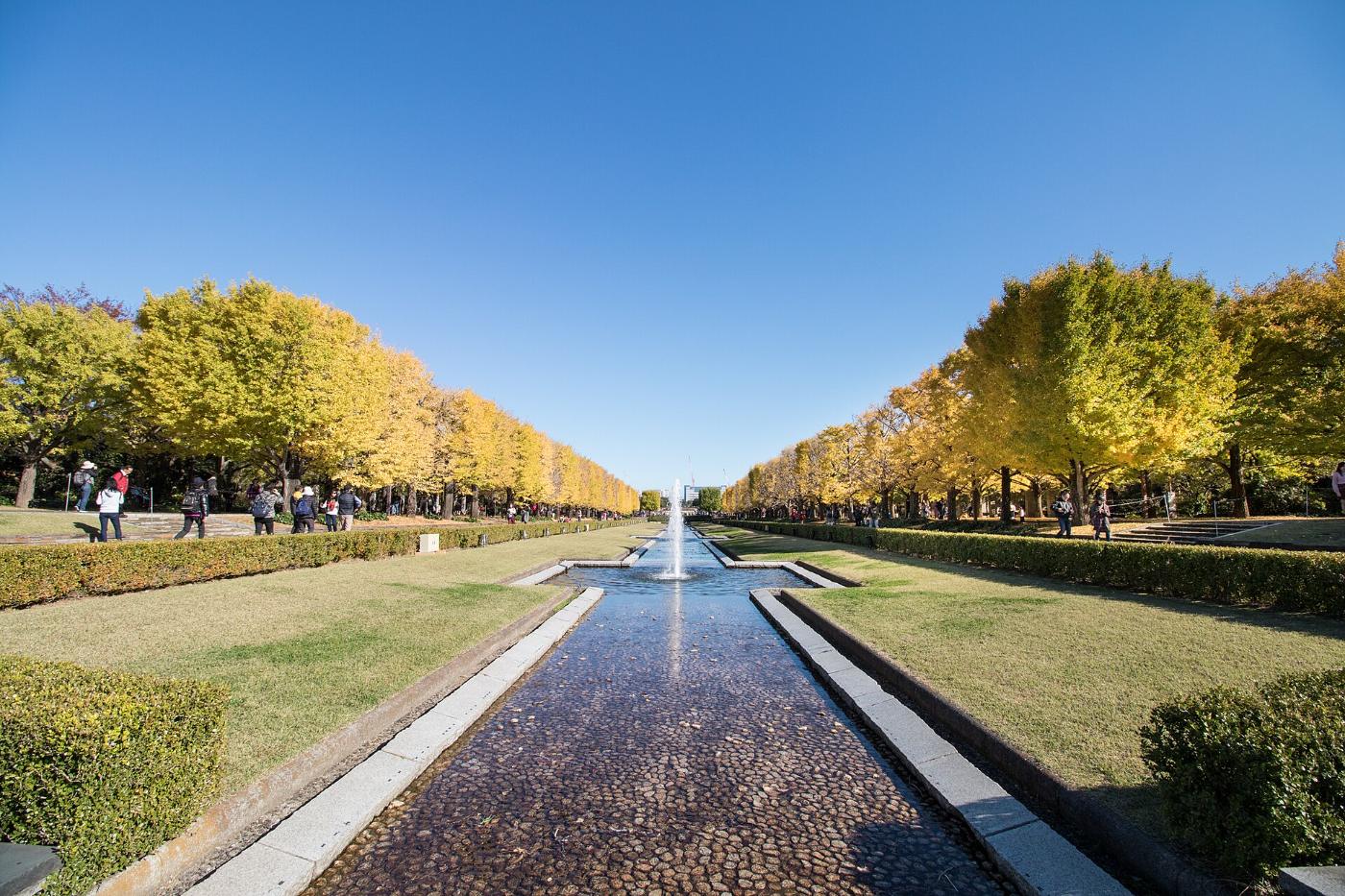 Ginkgo at Showa Kinen Park Ginkgo Avenue, 3173 Midoricho, Tachikawa, Tokyo