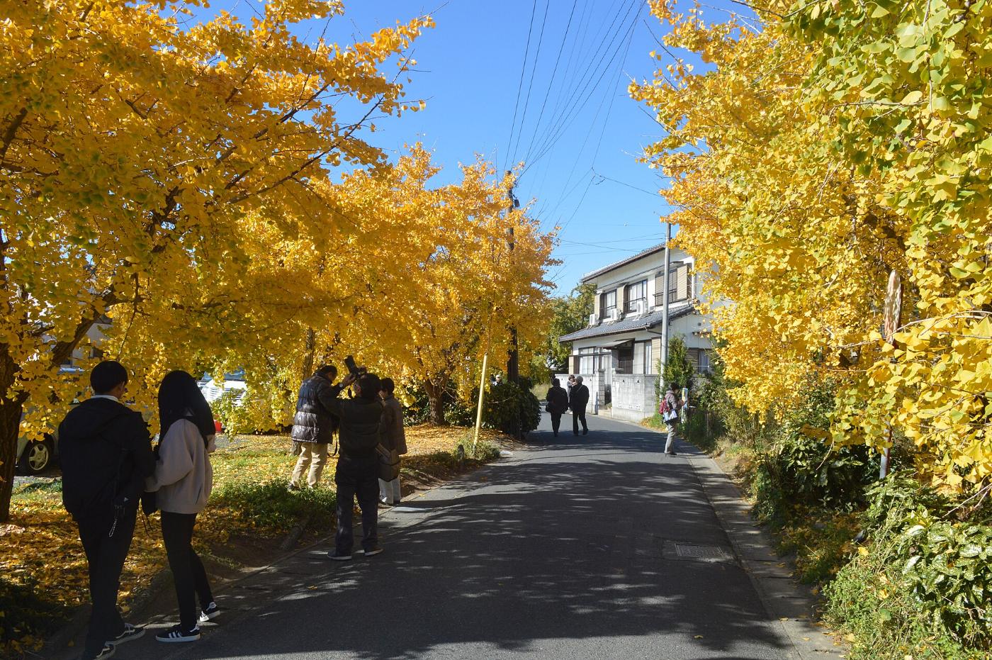 Ginkgo at Sobue Ginkgo Villages, Sobue-cho Yamazaki, Inazawa, Aichi