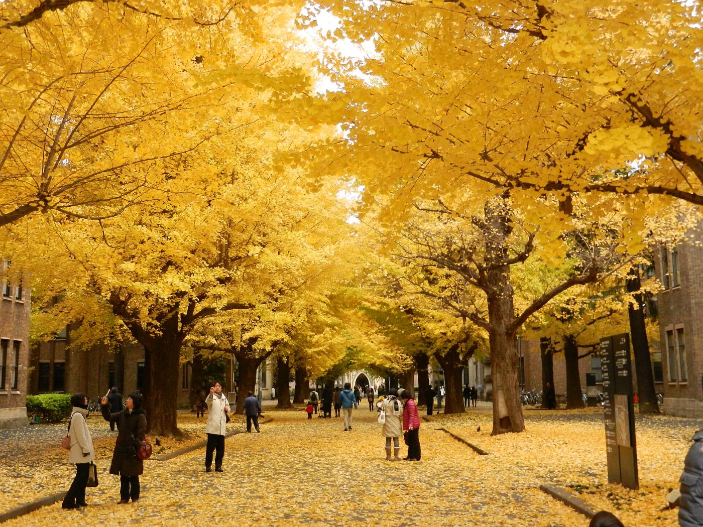 Ginkgo at University of Tokyo Ginkgo Avenue, 7-3-1 Hongo, Bunkyo, Tokyo