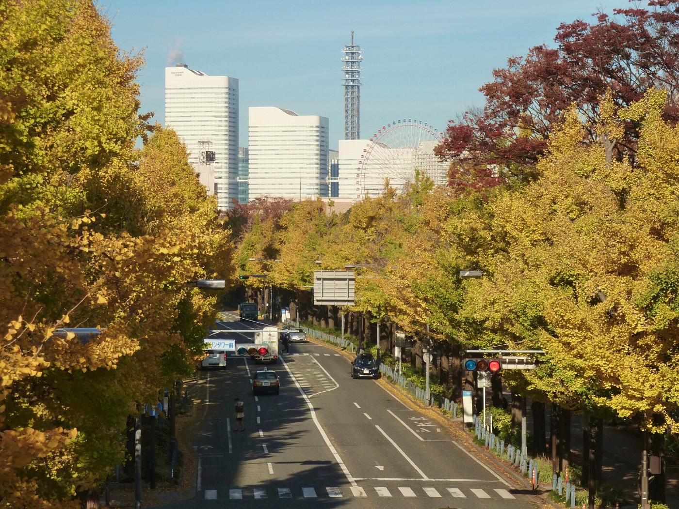 Ginkgo at Yamashita Koen-dori Ginkgo Avenue, Yamashita-cho, Naka Ward, Yokohama, Kanagawa