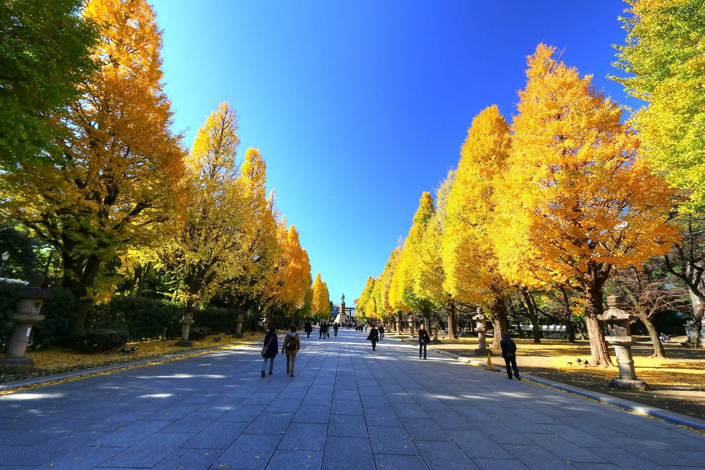Ginkgo at Yasukuni Shrine Ginkgo, 3-1-1 Kudankita, Chiyoda, Tokyo