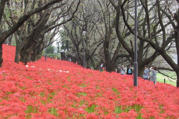 Red spider lily at Gongendo Park, 4834 Uchigouma, Satte, Saitama