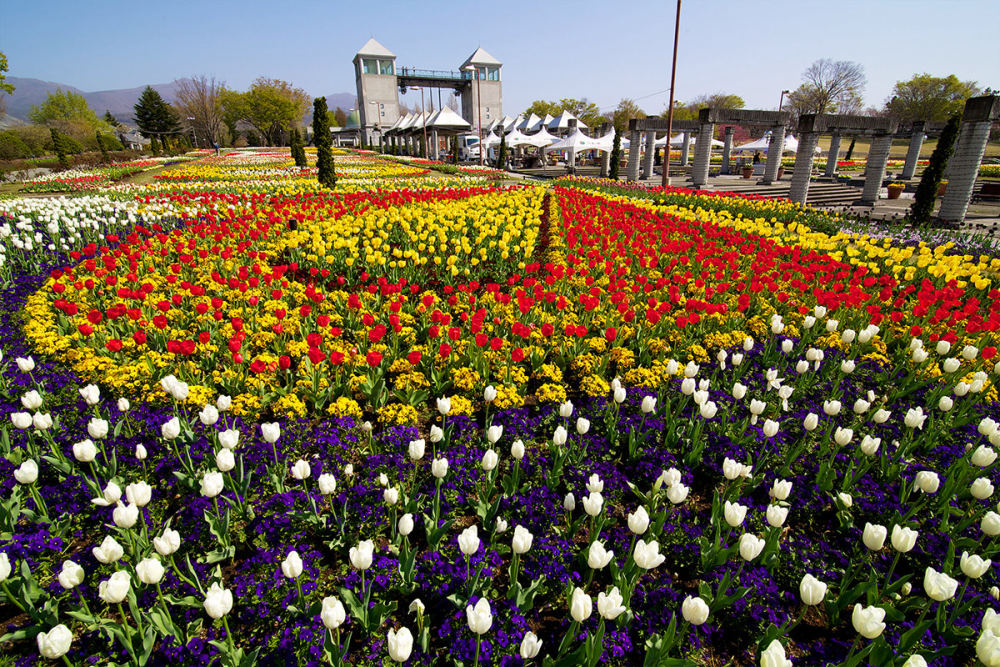 Tulips at Gunma Flower Park (Gunma), 2471-7 Kashiwaguramachi, Maebashi, Gunma