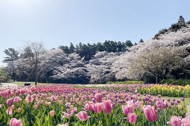 Cherry blossom at Hamamatsu Flower Park (Shizuoka), 195 Kanzanjicho, Chūō-ku, Hamamatsu, Shizuoka