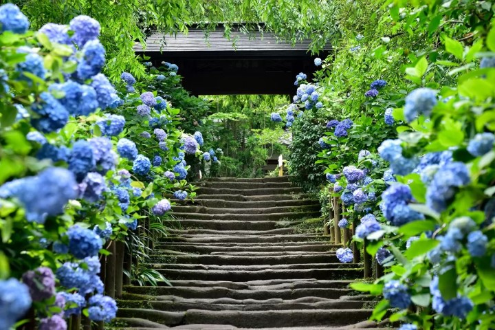Hydrangea at Hasedera Temple, 4 Chome-2-28 Hase, Kamakura, Kanagawa