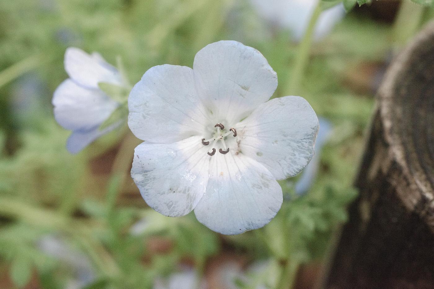 Nemophila at Hibiya Park, 1-6 Hibiyakoen, Chiyoda City, Tokyo