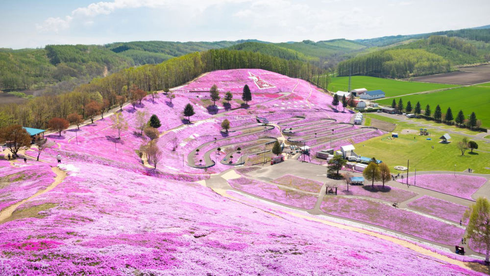 Shibazakura at Higashimokoto Shibazakura Park, 393 Higashimokotosuehiro, Ozora, Hokkaido