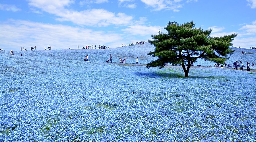 Nemophila at Hitachi Seaside Park (Ibaraki), 605-4 Onuma-aza, Mawatari, Hitachinaka, Ibaraki