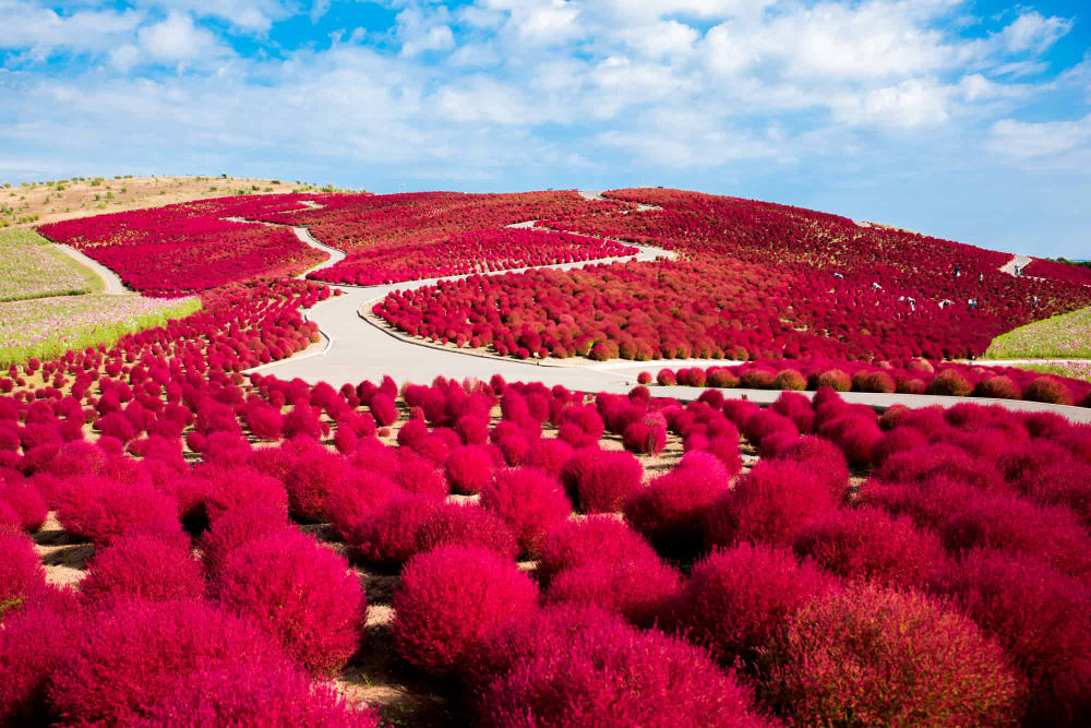 Kochia at Hitachi Seaside Park, 605-4 Onuma-aza, Mawatari, Hitachinaka, Ibaraki
