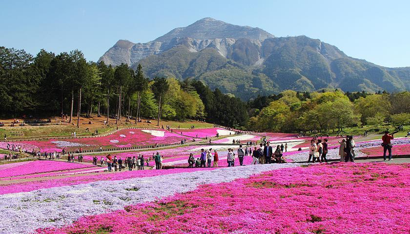 Shibazakura at Hitsujiyama Park (Saitama), 6360 Omiya, Chichibu, Saitama