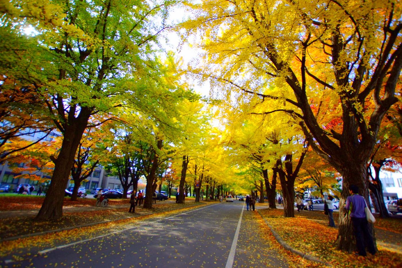 Ginkgo at Hokkaido University Ginkgo Avenue, Kita 13-jo Nishi, Kita Ward, Sapporo