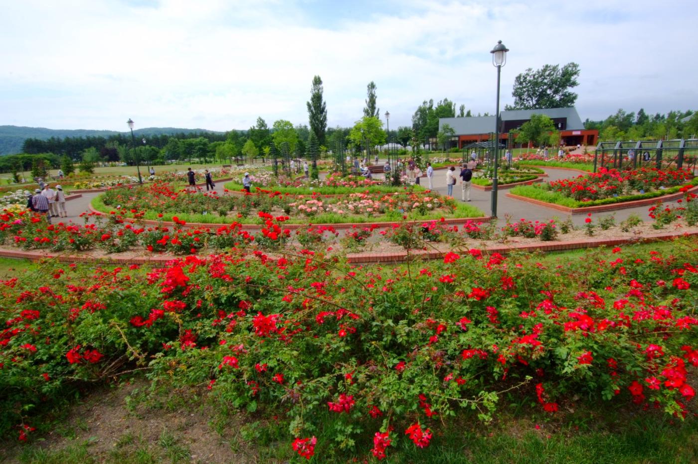 Roses at Iwamizawa Park Rose Garden, Iwamizawa, Hokkaido