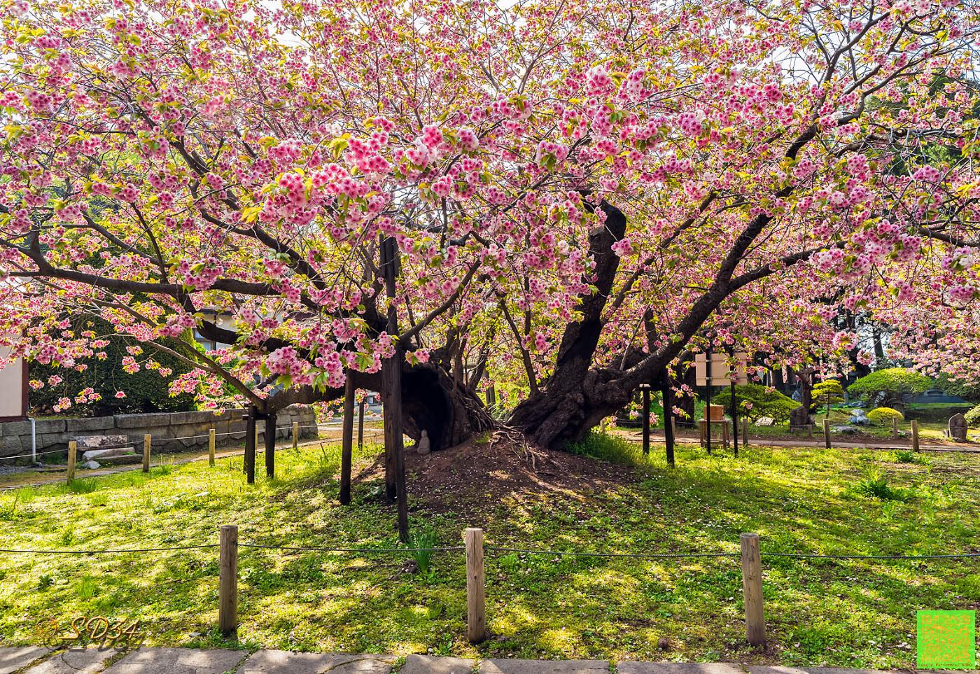 Cherry blossom at Kechimyaku-zakura (Matsumae), Matsushiro, Matsumae, Hokkaido