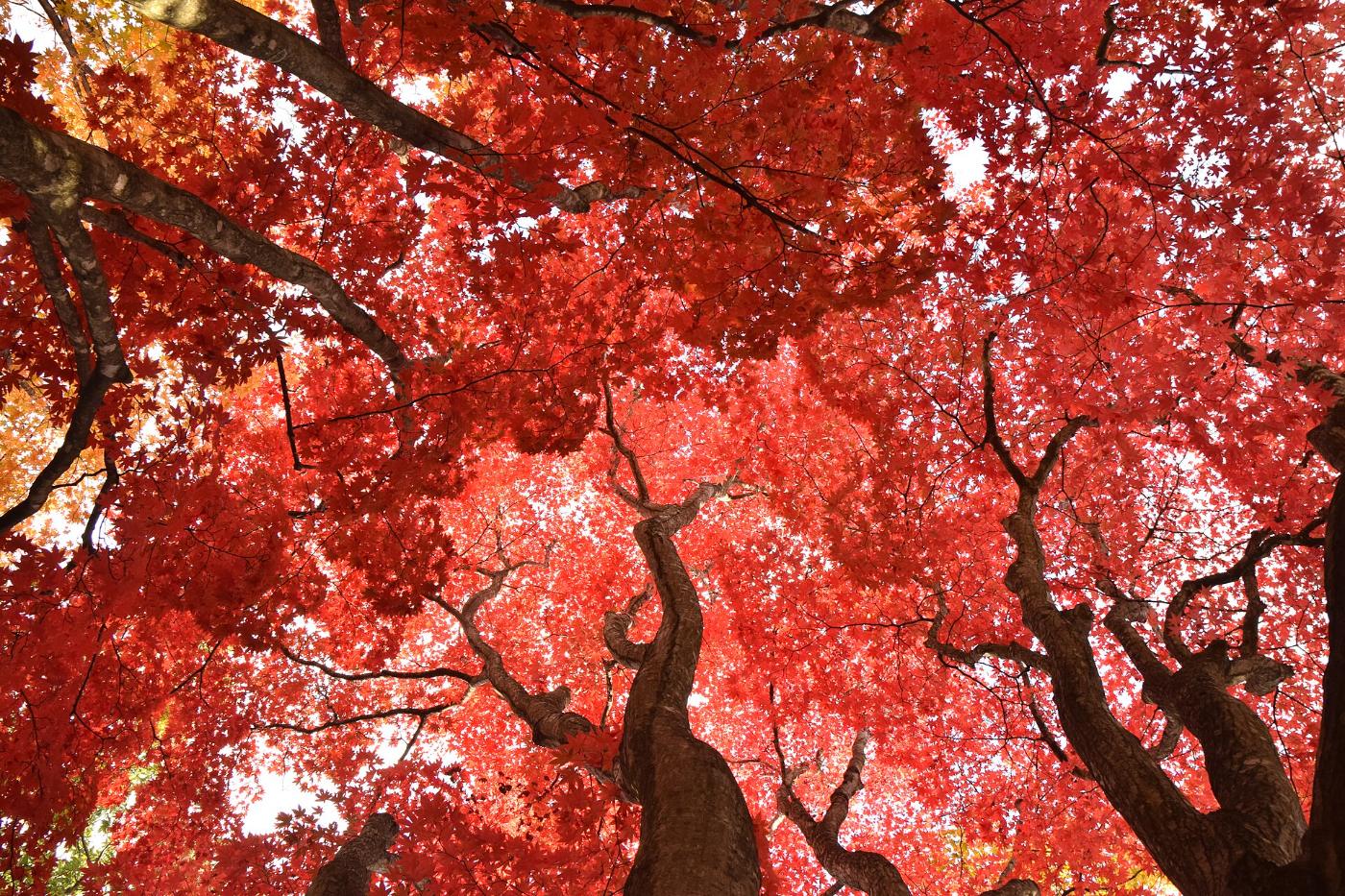 Autumn leaves at Kosetsu-en Garden (Hakodate), Miharashi-cho, Hakodate, Hokkaido