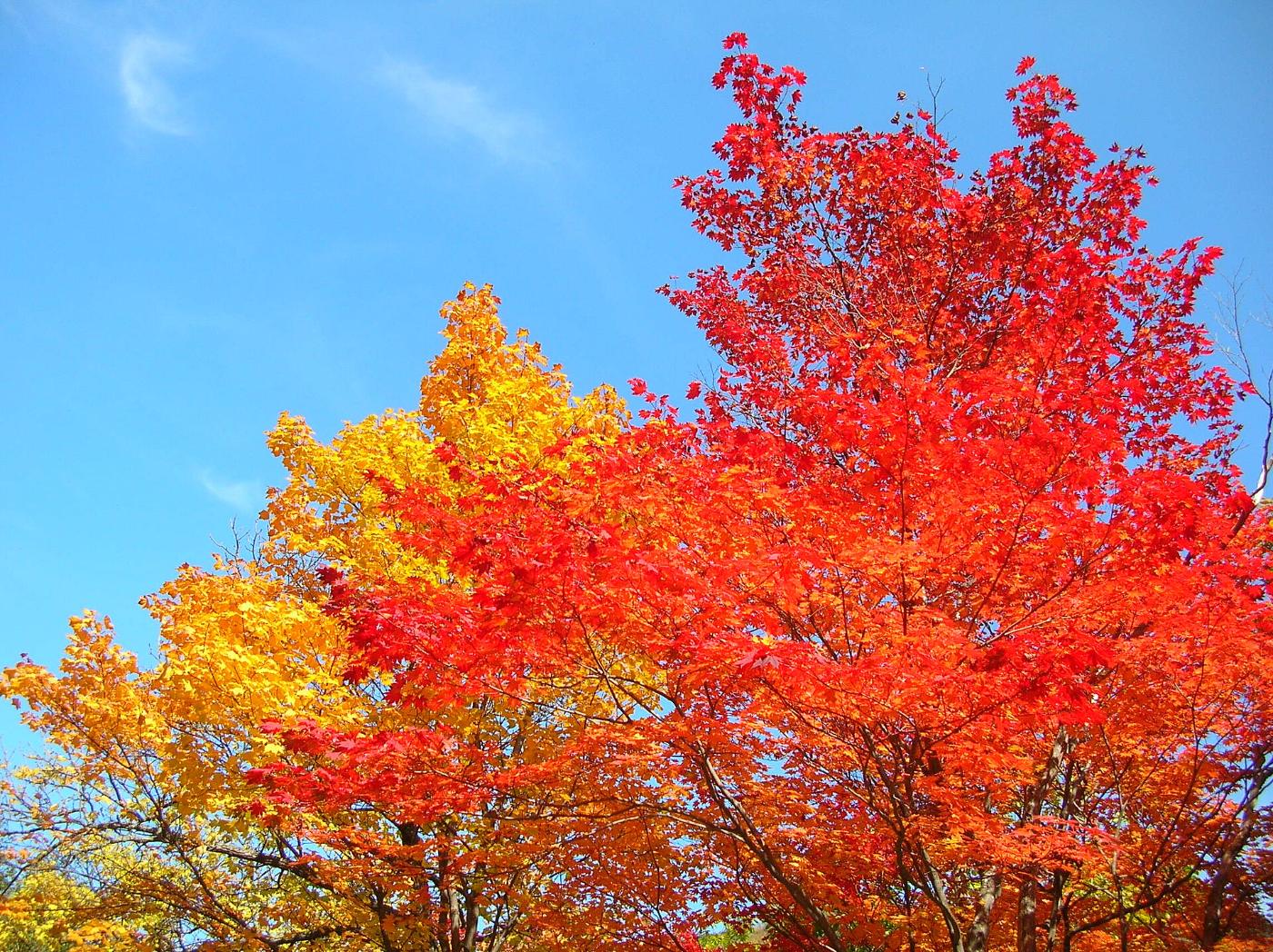 Autumn leaves at Sounkyo Gorge, Sounkyo, Kamikawa, Hokkaido