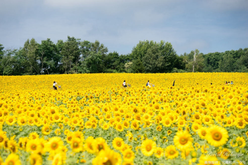Sunflowers at Hokuryu Sunflower Village, 143-2 Itaya, Hokuryu, Hokkaido
