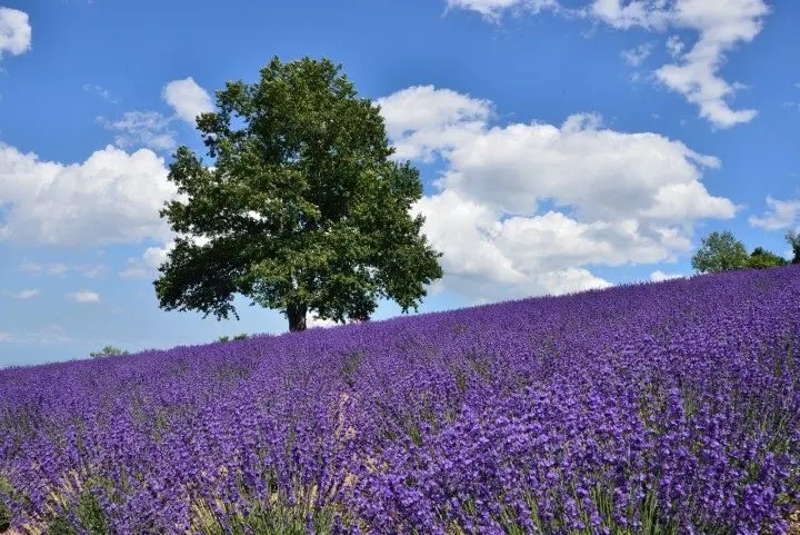 Lavender at Horomitoge Lavender Garden, 471-110 Bankei, Sapporo, Hokkaido