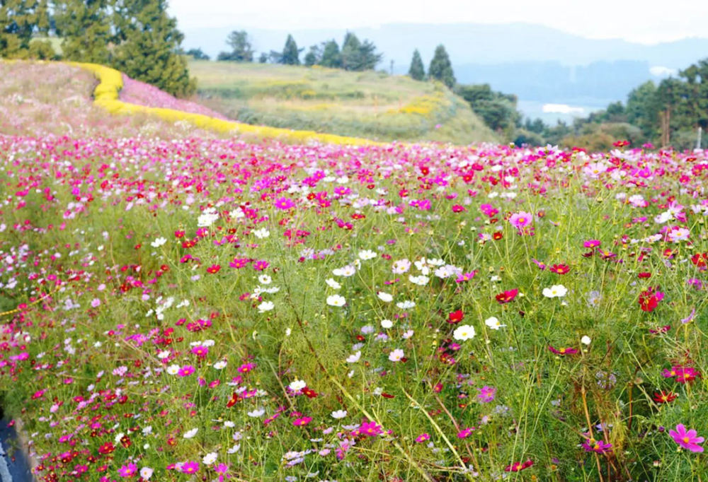 Cosmos at Ikoma Kogen, 8606-23 Minaminishikata, Kobayashi, Miyazaki