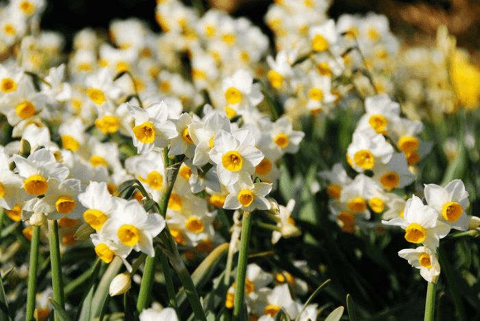 Narcissus at Jogashima Park, Misakimachi Jogashima, Miura, Kanagawa