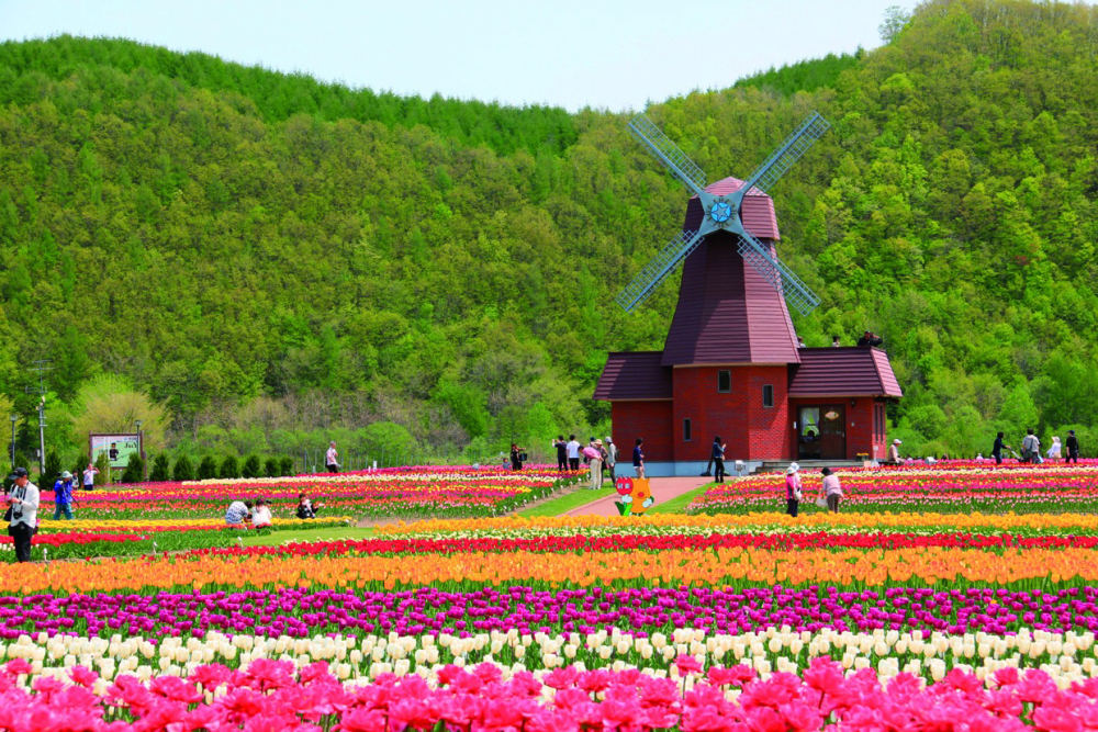 Tulips at Kamiyubetsu Tulip Park, Kamiyubetsutondenshigai, Yubetsu, Hokkaido