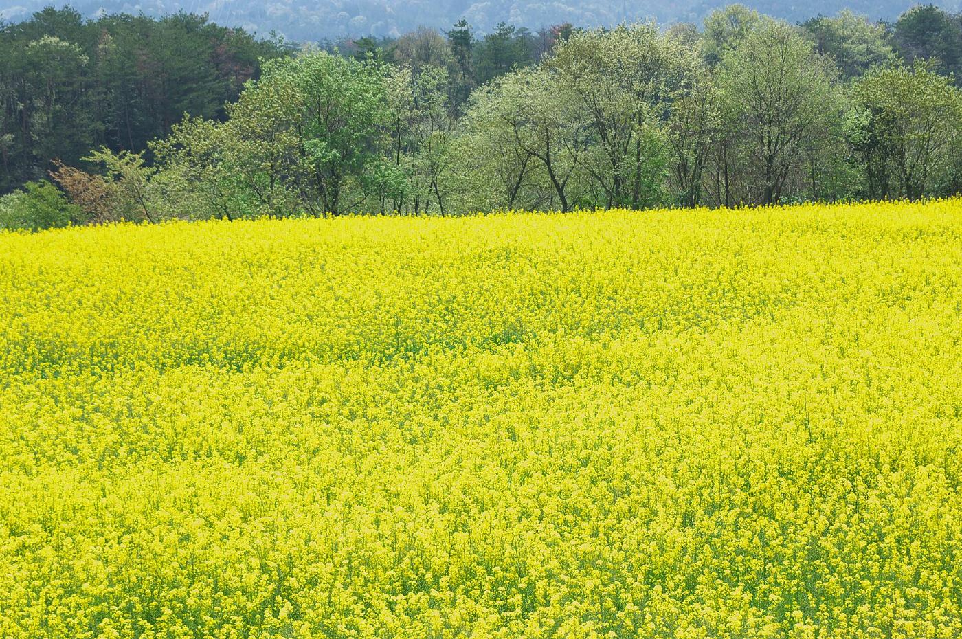 Shibazakura at Flower Village Kamu-no-Sato, 3-3 Kozuta, Sera, Sera District, Hiroshima