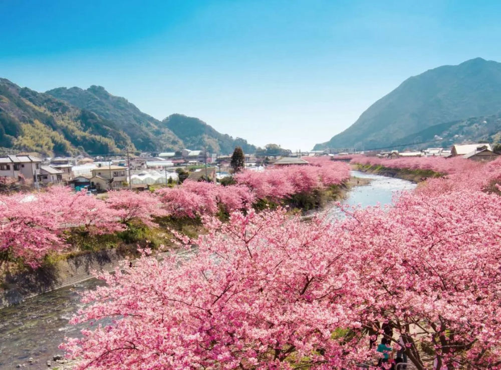 Cherry blossom at Kawazu River, Kawazu, Kamo District, Shizuoka