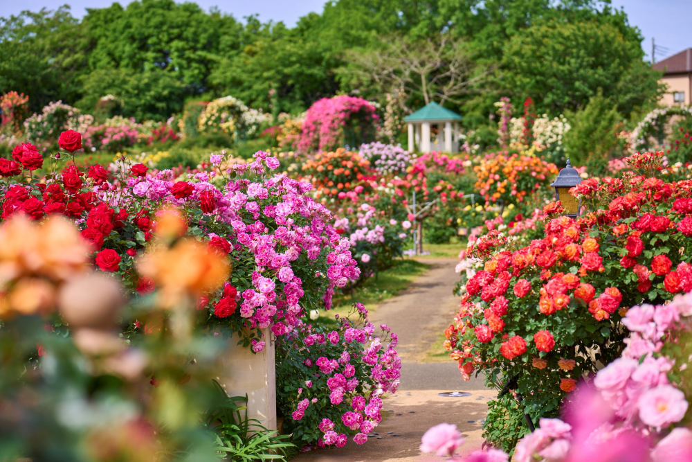 Roses at Keisei Rose Garden, 755 Owadashinden, Yachiyo, Chiba