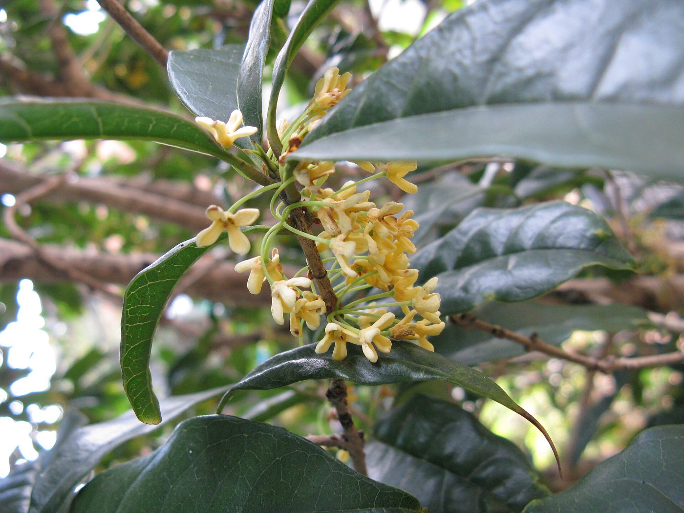 Kinmokusei at Komyo-ji Temple Kinmokusei (Mashiko), 1146 Yamamoto, Mashiko, Haga District, Tochigi
