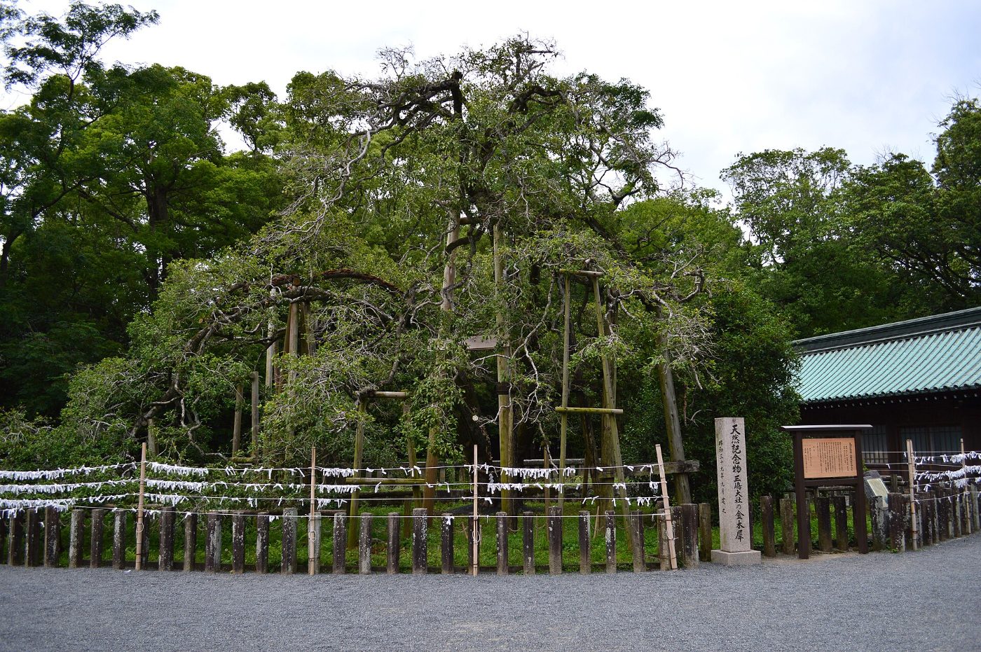 Kinmokusei at Mishima Taisha Kinmokusei, 2-1-5 Omiya-cho, Mishima, Shizuoka