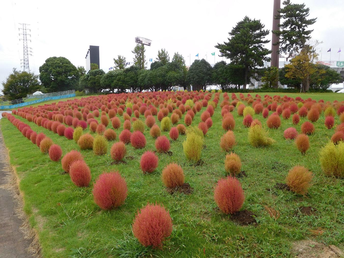 Kochia at Expo '70 Commemorative Park, Senribanpakukoen, Suita, Osaka